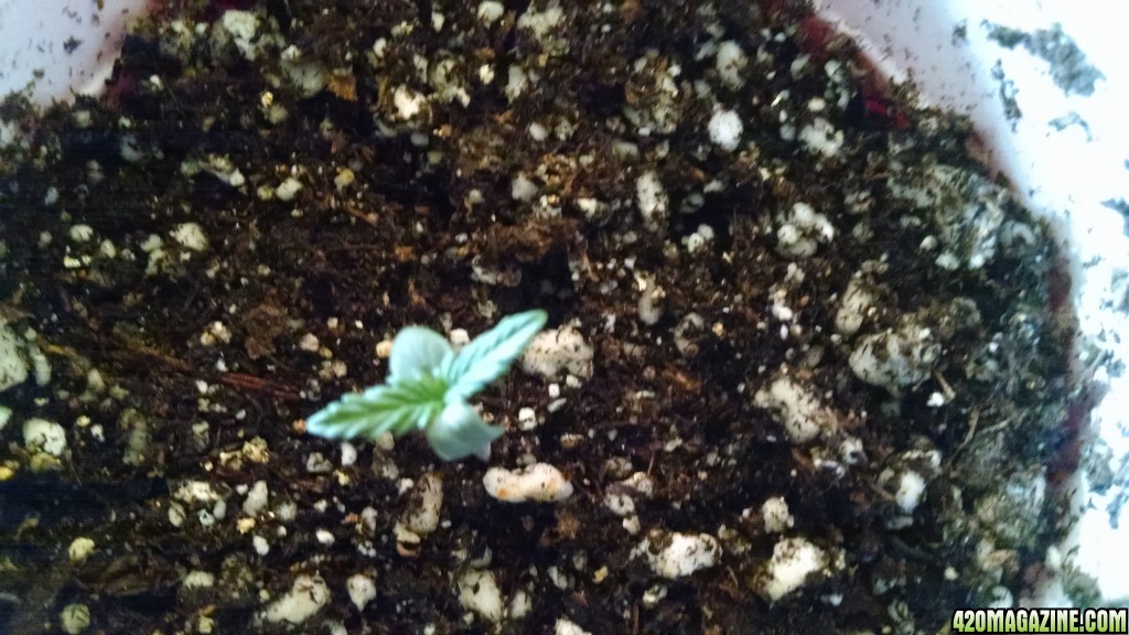 SPROUT_4_4_.jpg