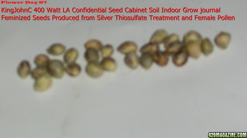 Seed_Cabinet_LA_Confidential_10-24-2013_Feminized_Seeds.jpg