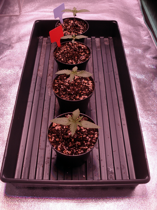 Seedling_all_10_25_17_2.png