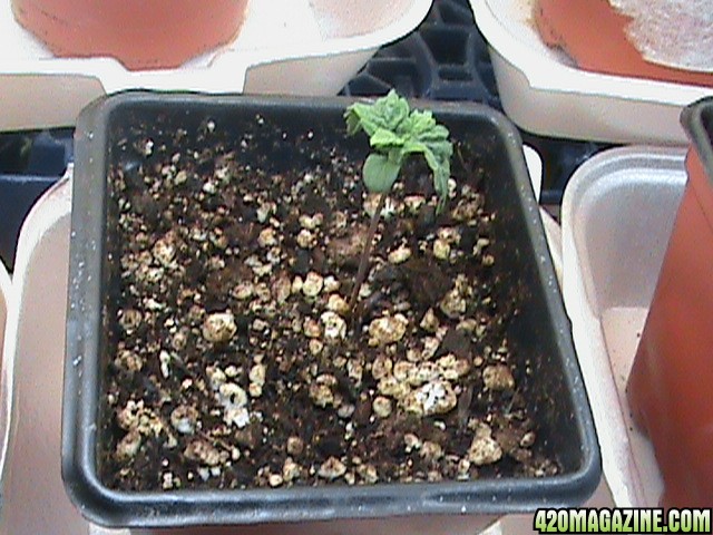 Seedlings1Wk-01.jpg