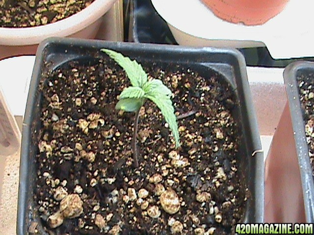 Seedlings1Wk-02.jpg