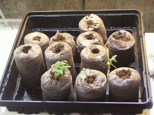 Seedlings_3-31-2.gif