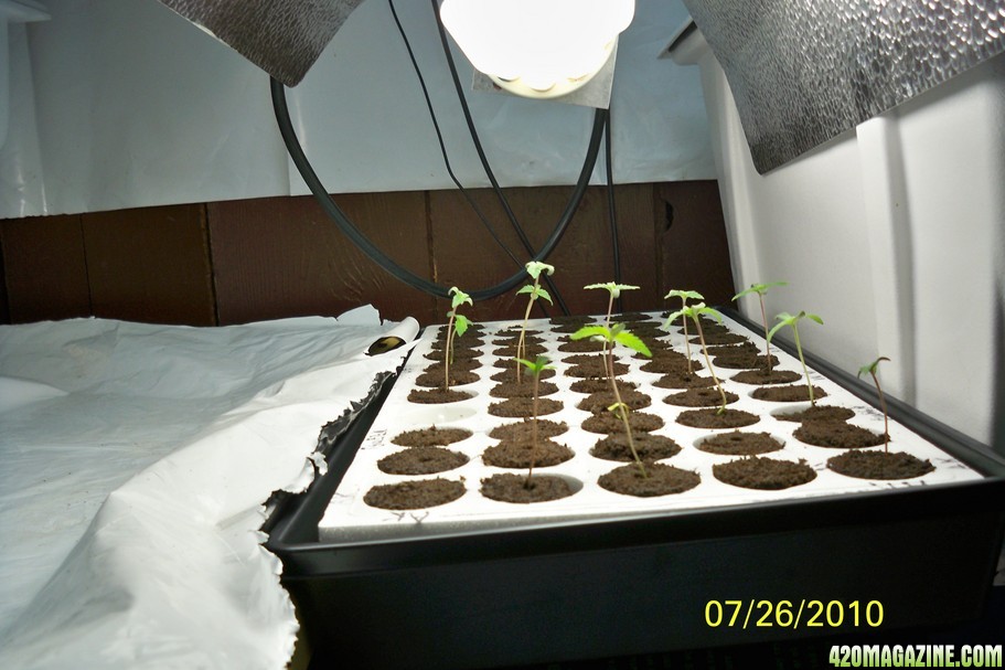 Seedlings_7-26.jpg
