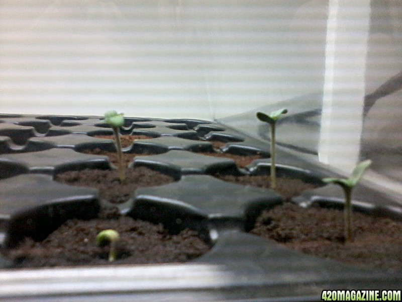 Seedlings_Aug_19.jpg