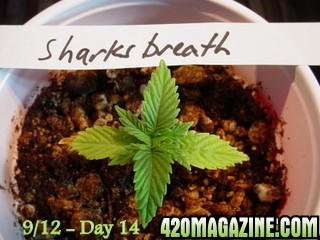 Sharksbreath_day_14.JPG