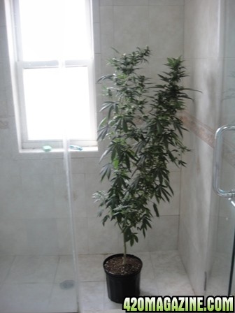 Skunk_Clone_TOPPED_57_inches_tall.JPG