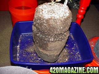 Smart_pot_removal_3_nice_roots.JPG
