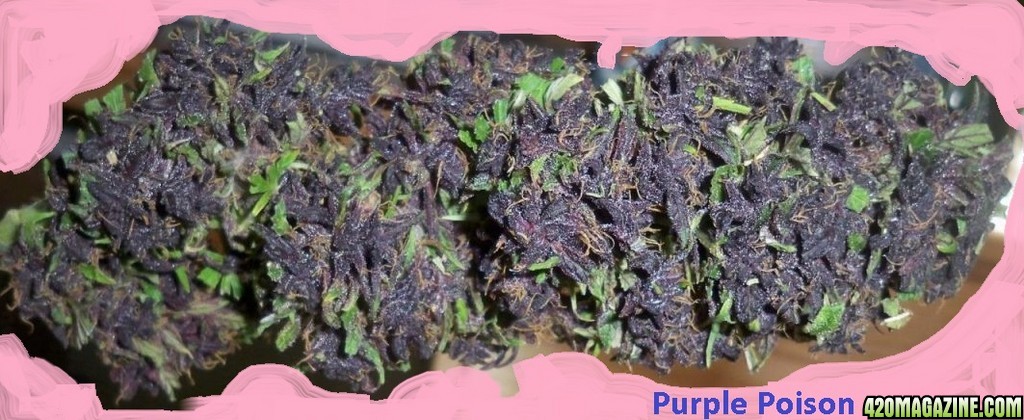 Smoke2Js_Purple_Poison.jpg