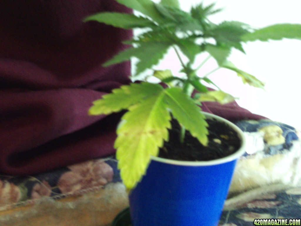 Special_Kush_Plant_Yellow_leaves_with_brown_spots.JPG