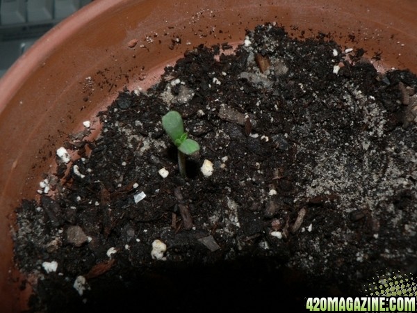 Sprout21.jpg