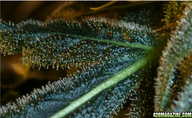 Tina_C4_Day_70_trichomes.png