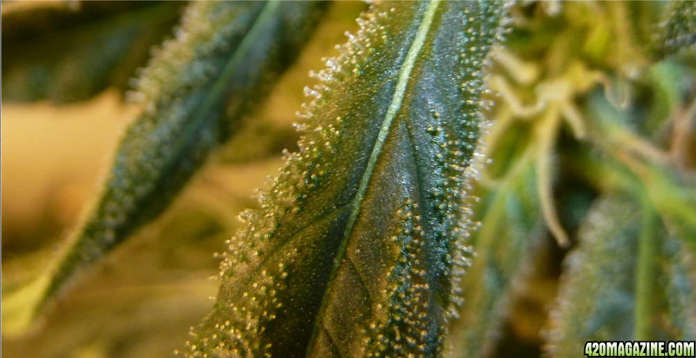 Tina_C4_Trichomes_Day63.png