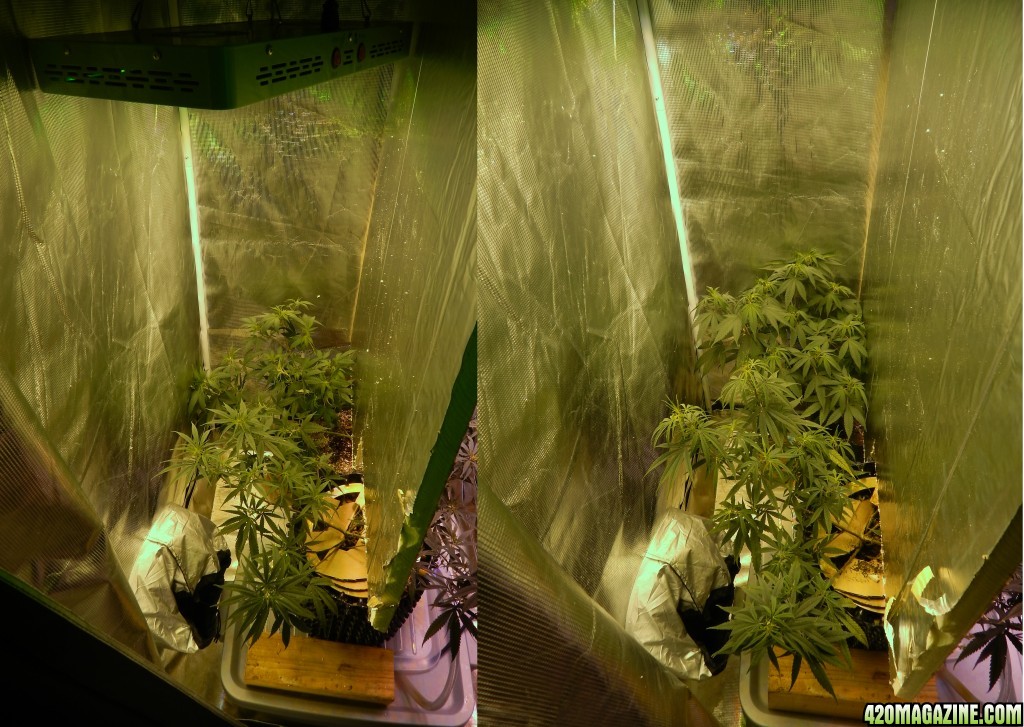 Top_LED_before_and_after_5_days_veg_.jpg
