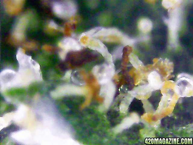 Trichomes_on_Dried_Cured_Buds_1_.jpg