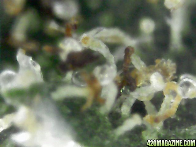 Trichomes_on_Dried_Cured_Buds_2_.jpg