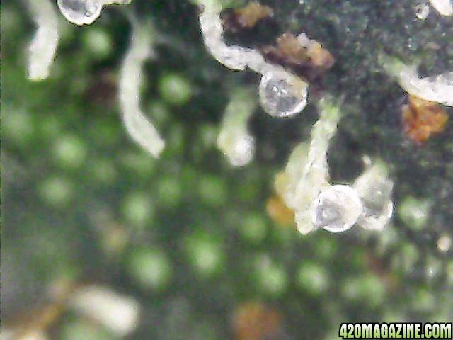 Trichomes_on_Dried_Cured_Buds_3_.jpg