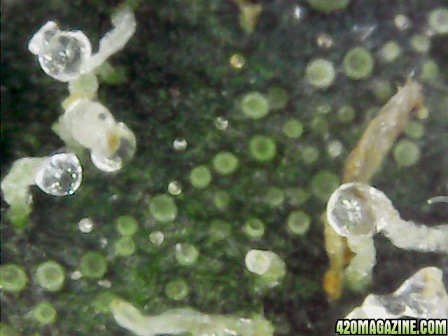 Trichomes_on_Dried_Cured_Buds_6_.jpg