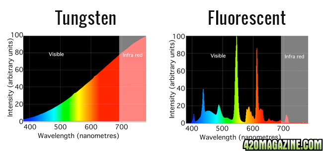 Tungsten-vs-CFL.jpg