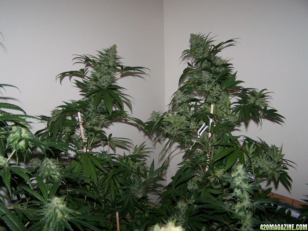 Twin_Towers_Of_Trichs.jpg