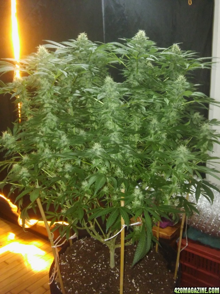 UNKNOWN_SEED_DAY_33A.jpg