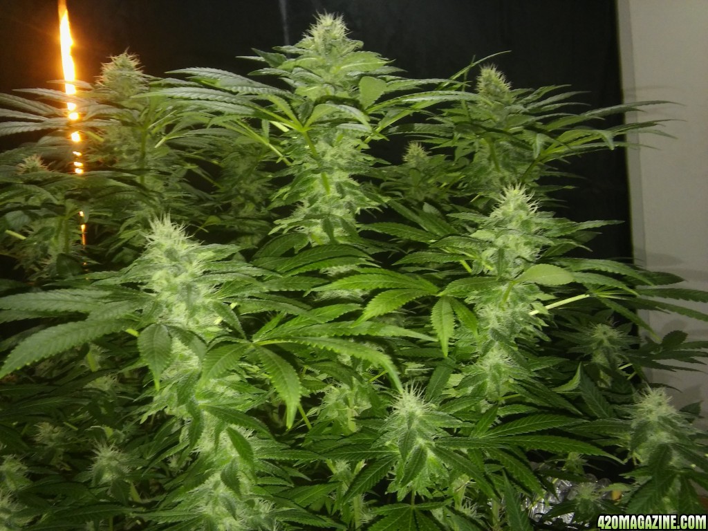 UNKNOWN_SEED_DAY_33B.jpg