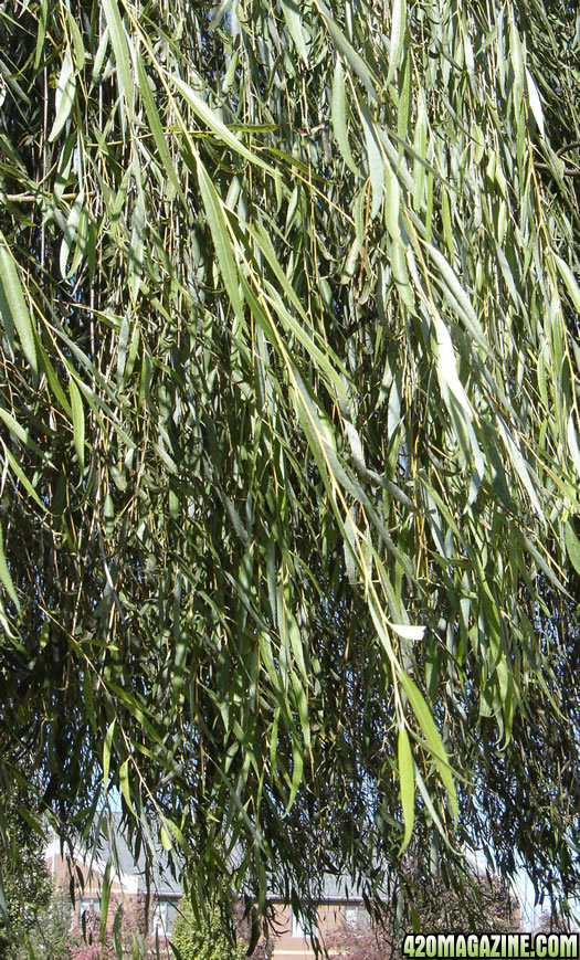 Weeping_Willow_close-up.jpg