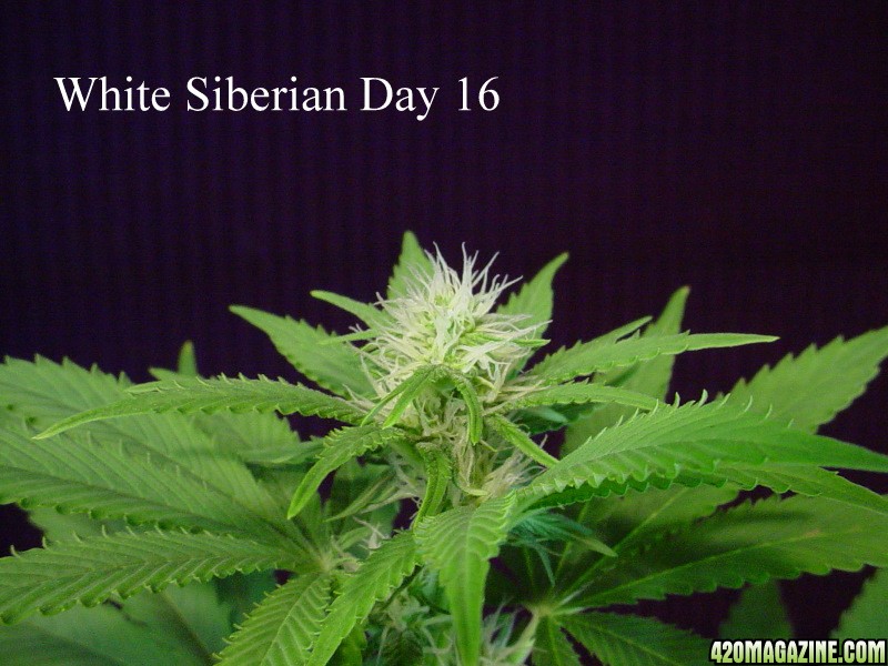 White_Siberian_Day_16_nug.JPG