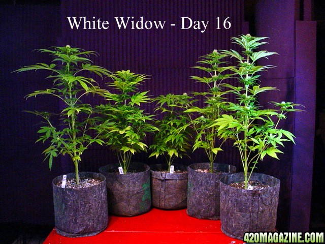 White_Widow_Group_Day_16.JPG