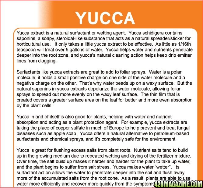 Yucca11.JPG