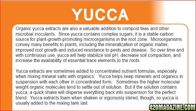 Yucca2.JPG
