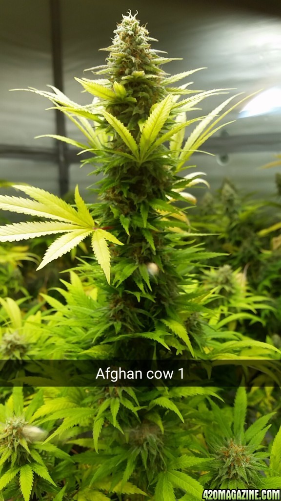 afghan_cow.jpg