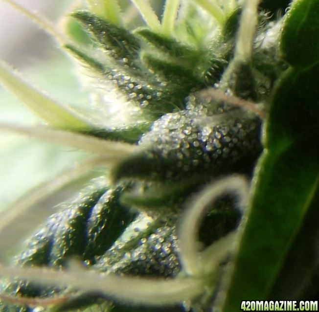 ag_trichome_structure_closup.JPG