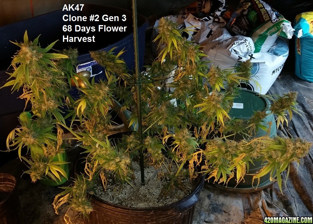 ak47-clone2-gen3-Harvest.jpg