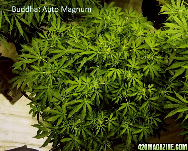 auto-buddha-magnum-11-12.jpg