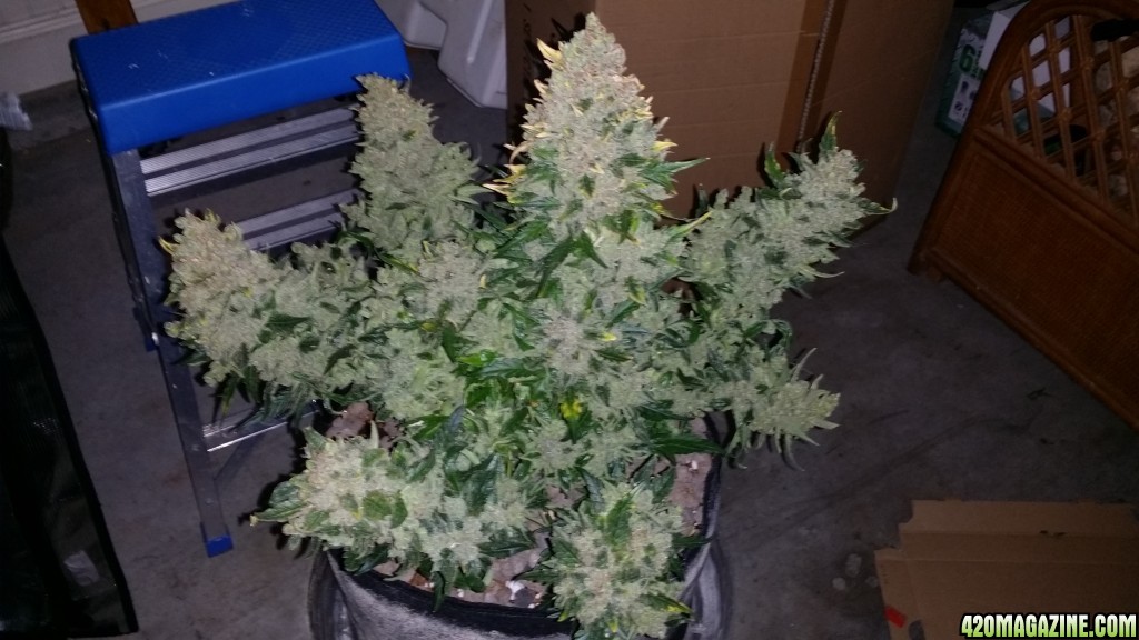 auto_day_77_sd1_plucked_before_harvest.jpg