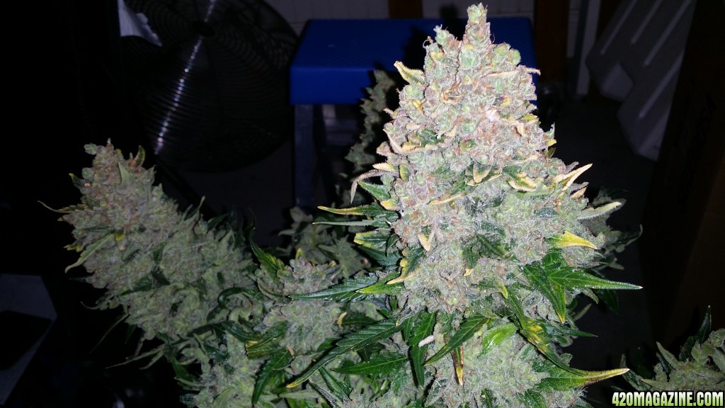 auto_day_77_sd1_plucked_before_harvest_closeup.jpg