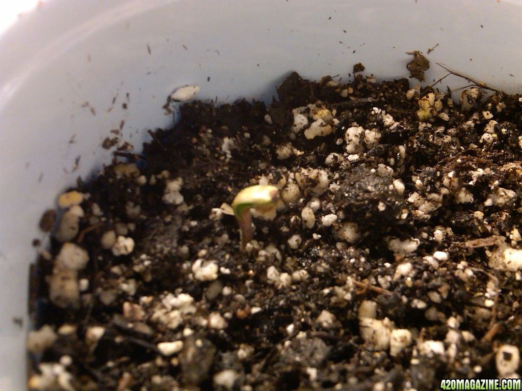 bag_seed_4_from_side_view.jpg