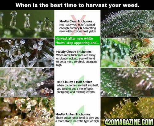 best-harvast-time-weed.jpg