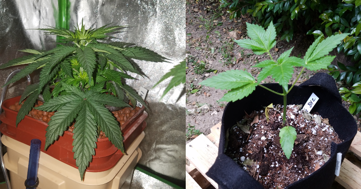 bh_indoor_outdoor_grow_comparison.png
