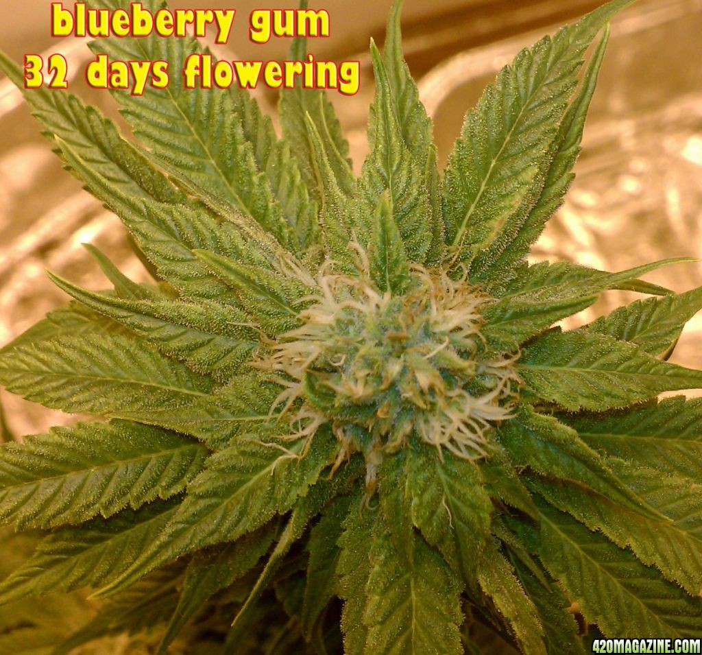 blueberry-gum-a.jpg