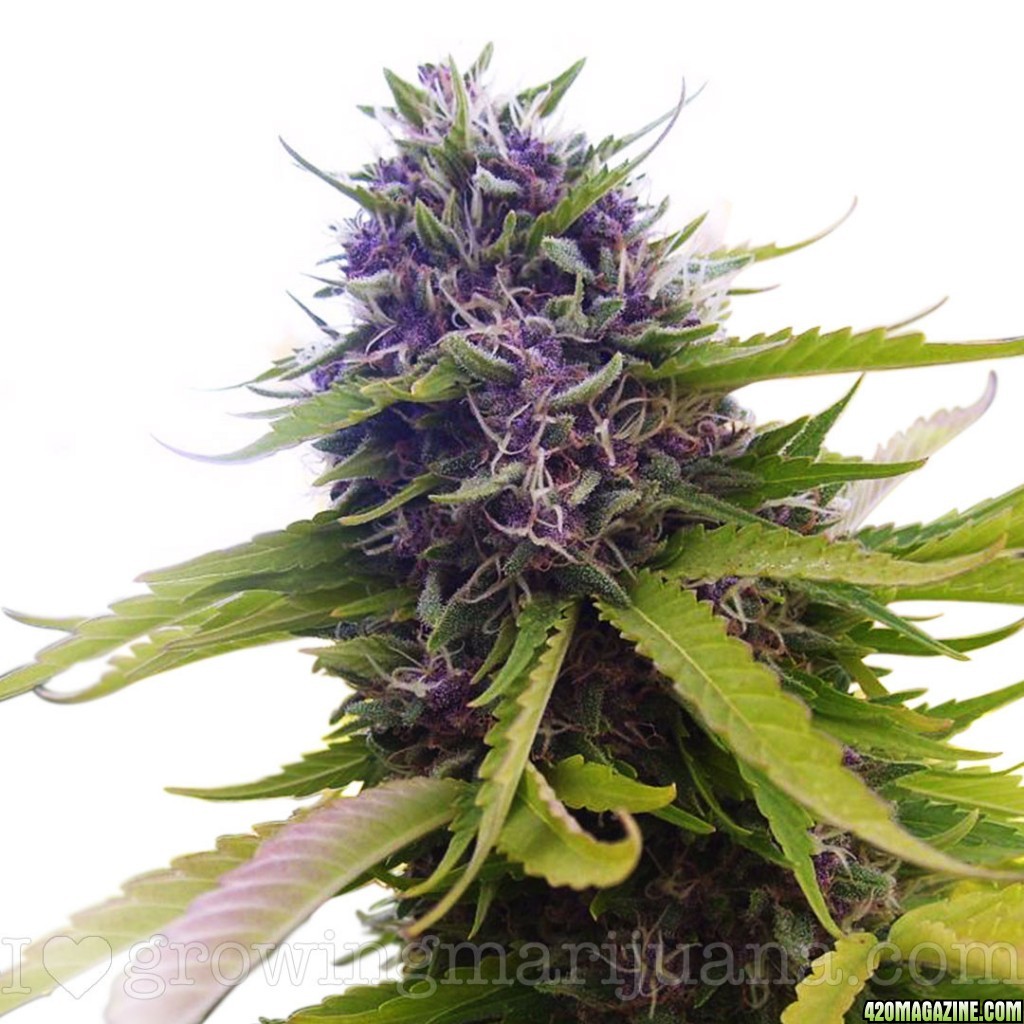 blueberry-marijuana-seeds.jpg