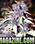 blueberry-marijuana.jpg