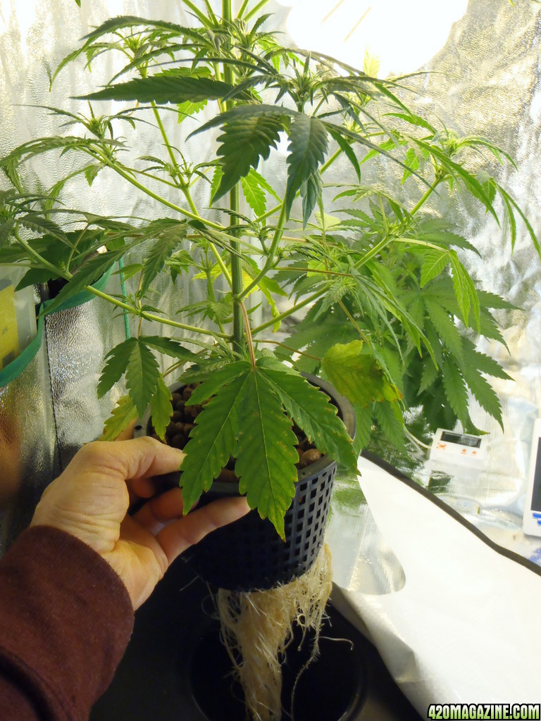 bomb_35_days_full_plant_and_roots_.JPG