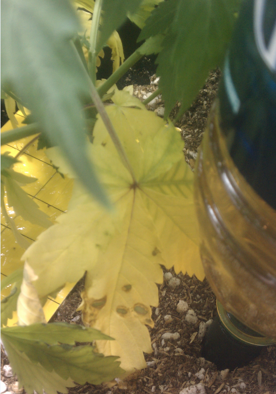 bottom-yellow-leaf1.png