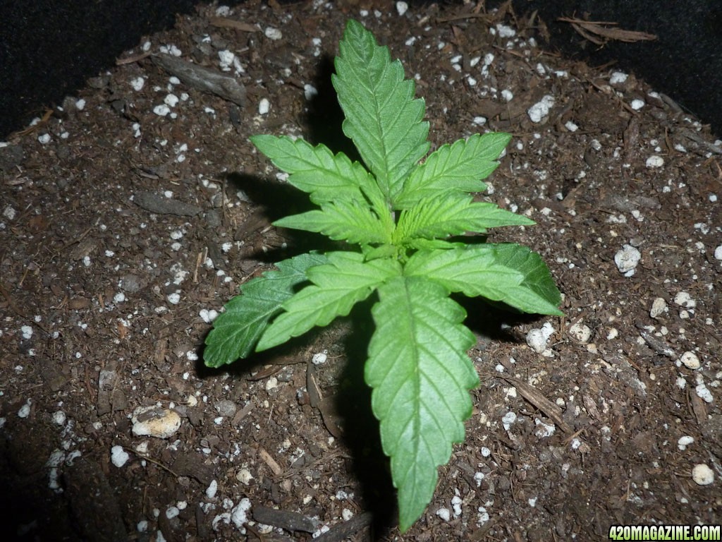 candy_plant1_day15.jpg