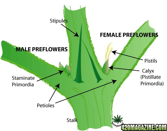 cannabis-gender-diagram1.jpg