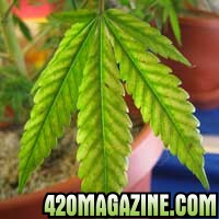 cannabis-magnesium-deficiency-200x200.jpg