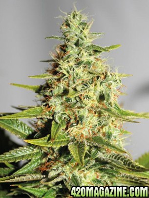 cannabis-seeds-acapulco-gold-1.jpg