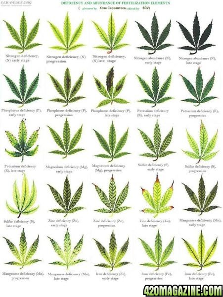 cannabis_leaf-deficiencies1.jpg