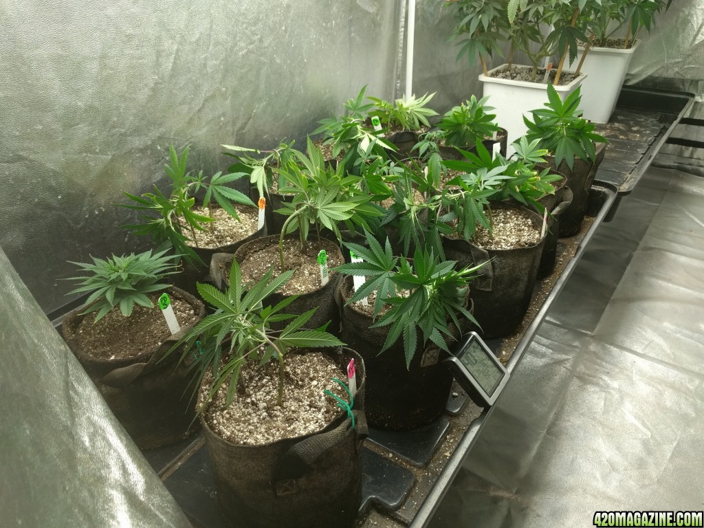 clone_tent_week_2_lst_and_top.jpg